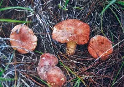 云南最好吃的野生菌在哪，中国最浪漫城市非她莫属