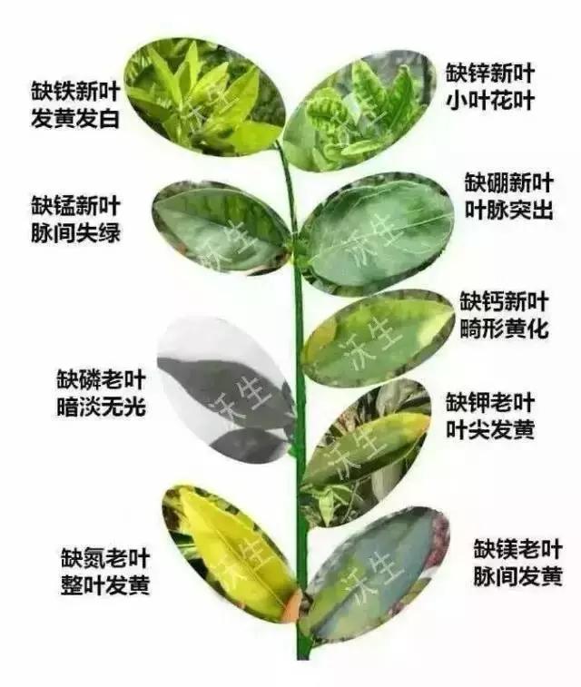 缺锰与肥胖(人缺锰会导致)
