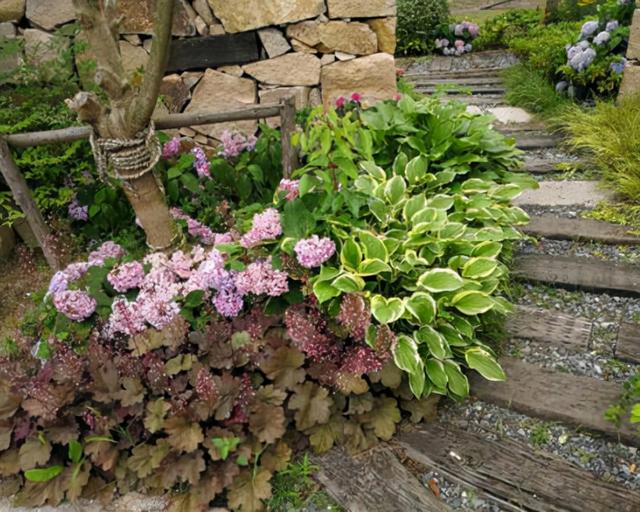 矾根，矾根绿植养护