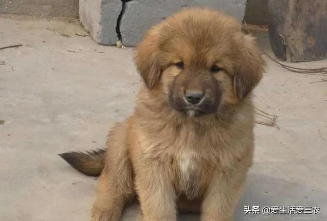 农村养殖什么不愁销路6个养殖项目，不想打工的农村人来看看