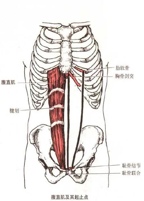 健身需要知道的肌肉，想让肌肉变得更大、更饱满