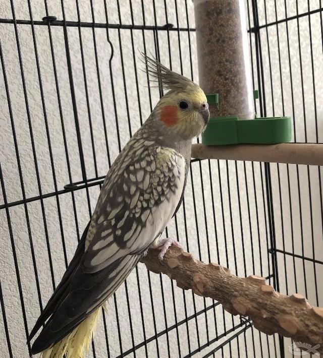 玄凤，玄凤鹦鹉的缺点以及特点