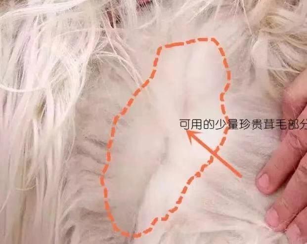 羊绒和细羊毛的区别，羊毛和羊绒到底有什么区别