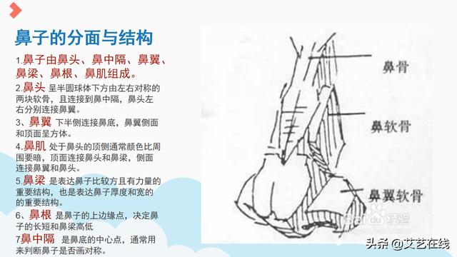 素描人物五官入门教程，素描人像五官-鼻子结构及作画步骤解析