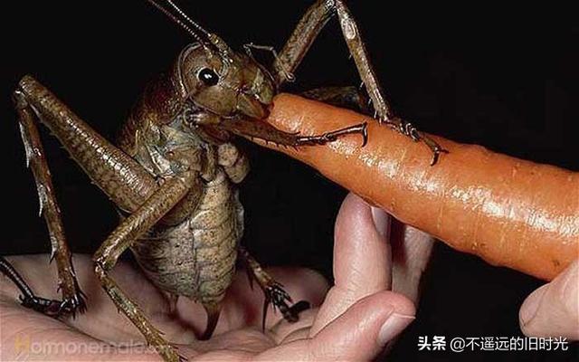 15种实际存在的异常大的动物，21种完全超乎了想象身形特别巨大的动物