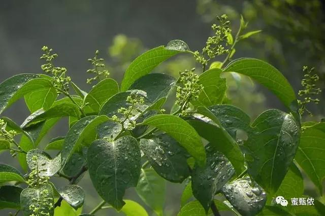 大量食用蜂蜜会有什么后果，但是有一类人最好不要吃