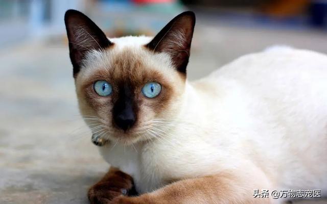 猫的品种有哪些，猫咪品种大全介绍各种品种的猫（那些常见的猫咪品种大盘点）