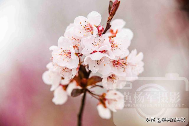 李花什么时候开，南方地区12月到3月开花的时令花卉（又到了赏花的好季节）