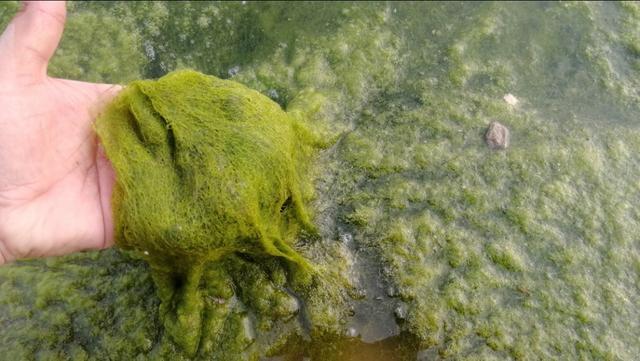 青苔钓鱼方法与技巧，水底青苔多钓鱼总没口