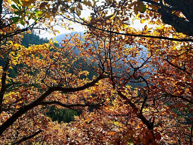 人间仙境满山红叶，原来是峨眉山的树叶红了……