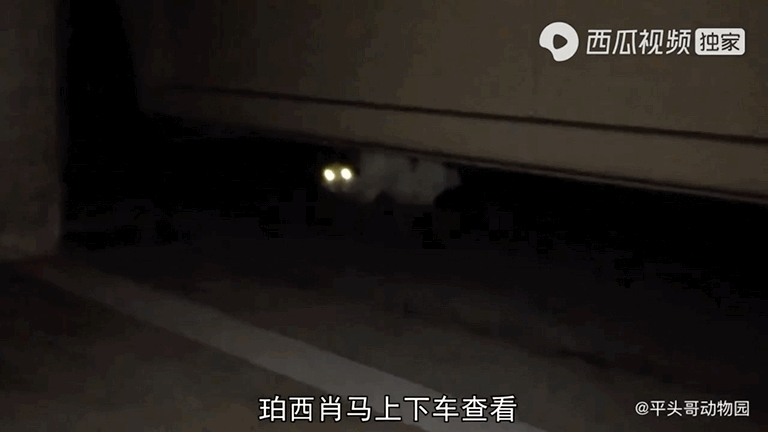 吸血的动物有哪些，最凶狠的十种吸血动物