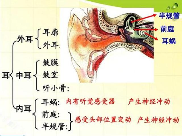 狗狗晕车了怎么快速缓解，狗狗其实也会晕车
