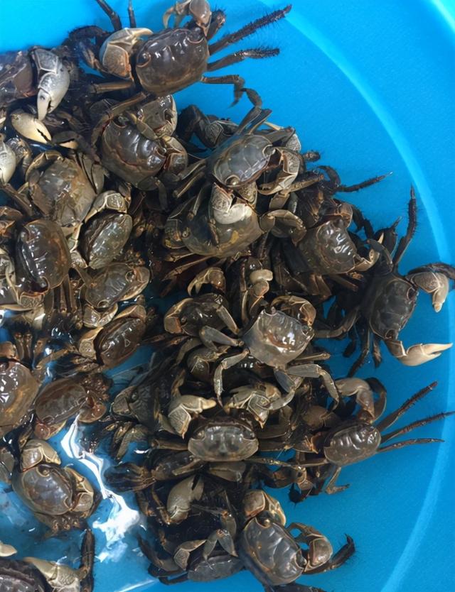 捕捉螃蟹的方法和技巧，它是螃蟹的一种