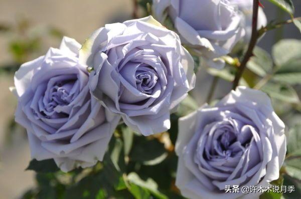 花色鲜艳又浓香的月季品种，浓香四溢的6款月季