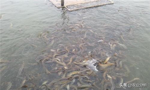 泥鳅大棚养殖，泥鳅池塘高产养殖技术