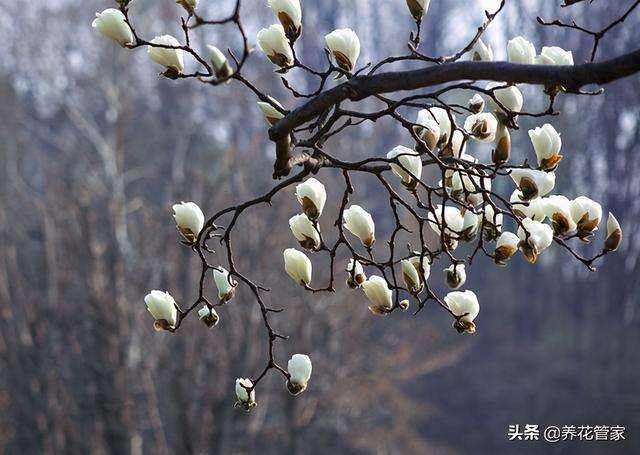 美丽漂亮的白玉兰，分享图片——最漂亮的玉兰花集