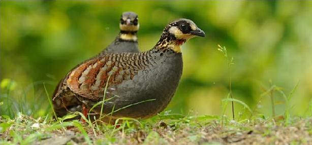 鹧鸪诗郑谷夺冠，郑谷有两首鹧鸪诗