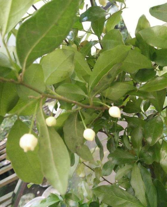 金弹子开花期间怎样管理，金弹子开花期间如何管理（金弹子进入花期）