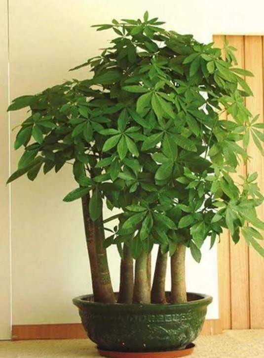 室内植物100种大盆栽，好养而又适合室内养殖的盆栽（园艺师给大家介绍10种适合室内养的花卉盆栽）