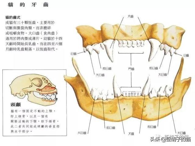 猫咪嘴臭怎么去除，猫咪口臭怎么办