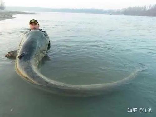 史上最大的淡水鱼类，湄公河捕获600斤黄貂鱼
