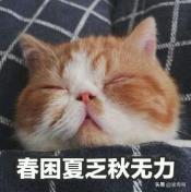 猫咪的4种睡姿代表什么，猫睡姿里藏着这些秘密