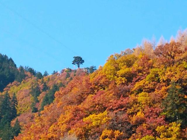 人间仙境满山红叶，原来是峨眉山的树叶红了……