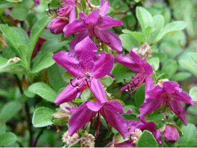 杜鹃花怎么养更旺盛，掌握3个“技巧”