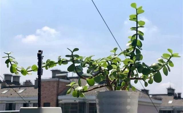 12个街头常见骗术，这些花市门口的骗术