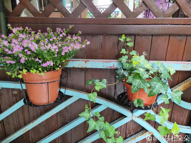 养花换个方法长得更旺，养花小技巧让你从新手到高手