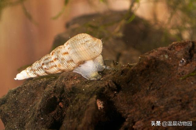 动物分娩比人类更容易，动物繁殖只能靠雌雄共同努力