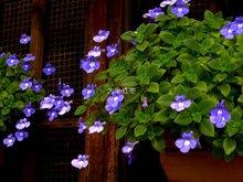 唯美春天粉色玉兰花描述，寓意真诚永恒不变的爱