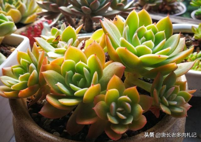 多肉丝绸面纱秋天的养护，怪不得追捧的花友越来越多