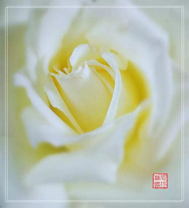 野草闲花逢春生，享受独处眼里有风景茶中无是非（野草闲花逢春生）