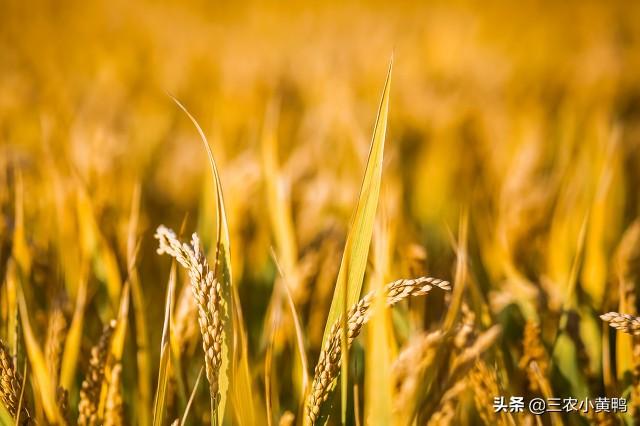 农历八月初八有哪些好日子，有钱没钱别忘吃\