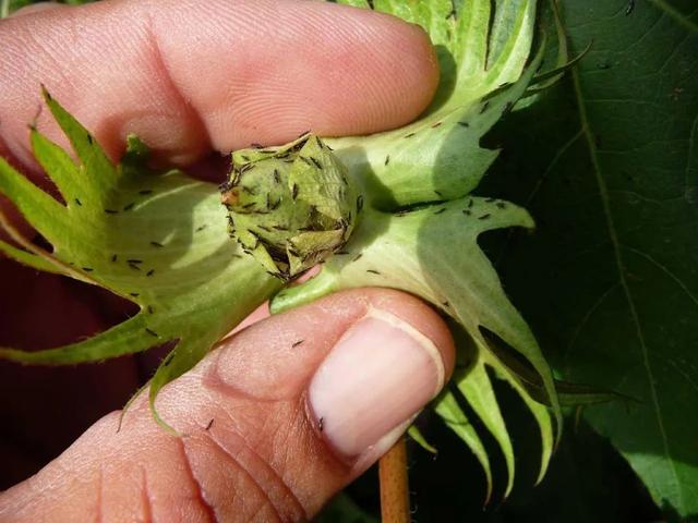 害虫的危害和防治方法，防治蚜虫、粉虱、飞虱最经典的药剂