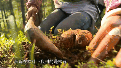 姬松茸十种吃法，林芝松茸的一万种