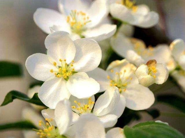 四季开花的海棠有哪些品种，这些品种不仅名字好听