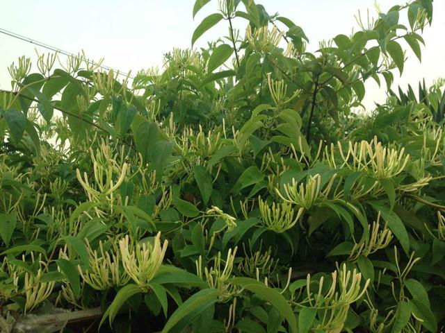野生石竹花你见过吗，若在山上遇见这种鸳鸯花