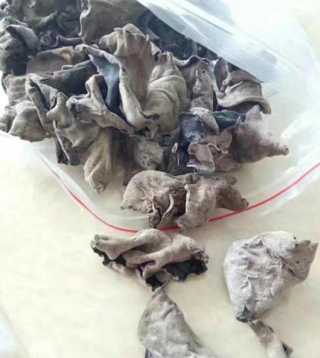 罕见的野生木耳，原来这木耳是长在这里