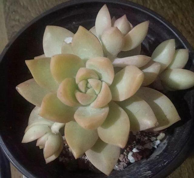 养着省心颜值高又爱长爆盆的多肉，这些多肉大普货