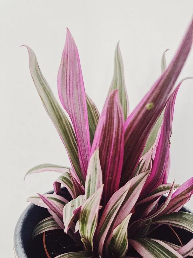 家庭盆栽绿叶植物，家里少不了的8种大叶子盆栽