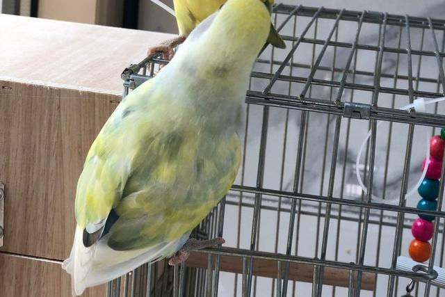 牡丹鹦鹉品种介绍大全，面类牡丹鹦鹉的所有品种