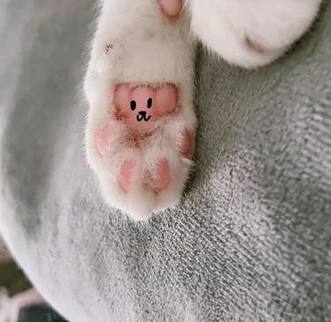 如何从猫咪的肉垫看出性格，猫咪的肉垫形状