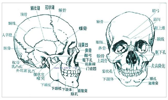 关于人体的一些冷知识快来涨知识，了解这些人体冷知识