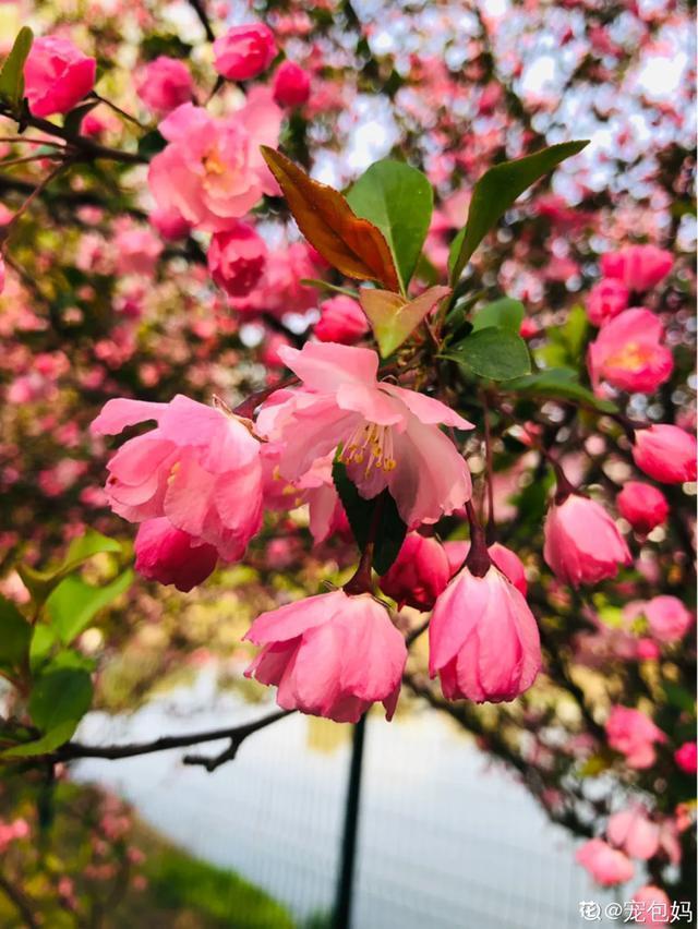 春夏秋冬四季什么花好看，这十种花几乎一年四季都开花