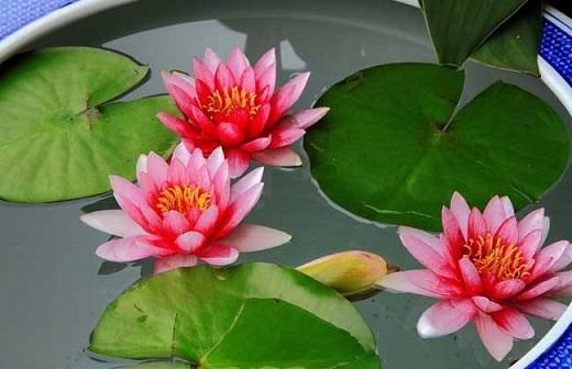 睡莲养室内能开花吗，睡莲也能养家里