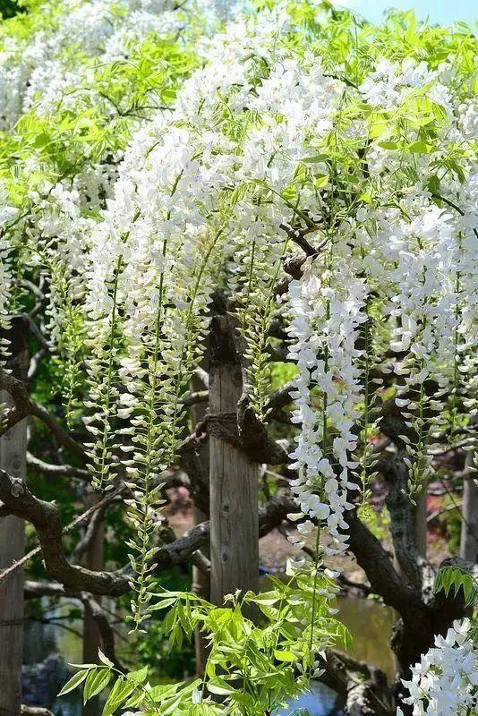 紫藤怎么养才能开花，不养一盆就太可惜了