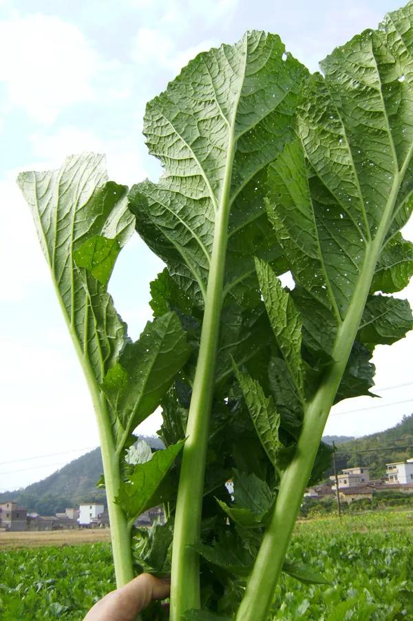 儿菜的食用方法，儿菜怎么吃这8种四川人冬季最爱的蔬菜