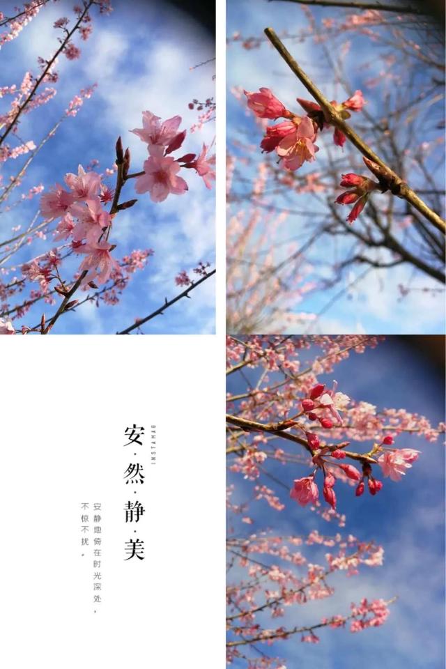 樱花烂漫几多时最新日本赏樱攻略，岁岁樱花树树春